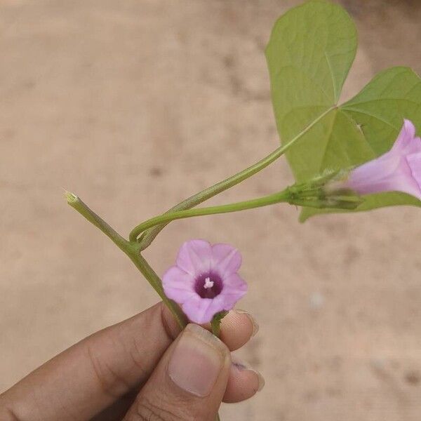 Ipomoea triloba Blomst