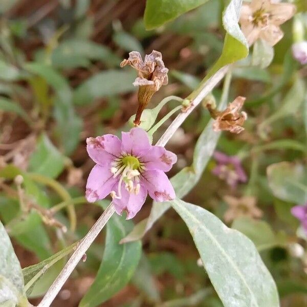 Lycium barbarum ফুল