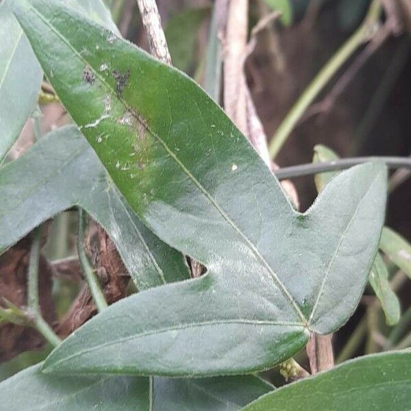 Passiflora suberosa ഇല