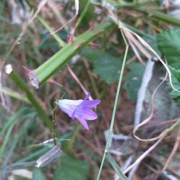 Campanula rapunculus Flower