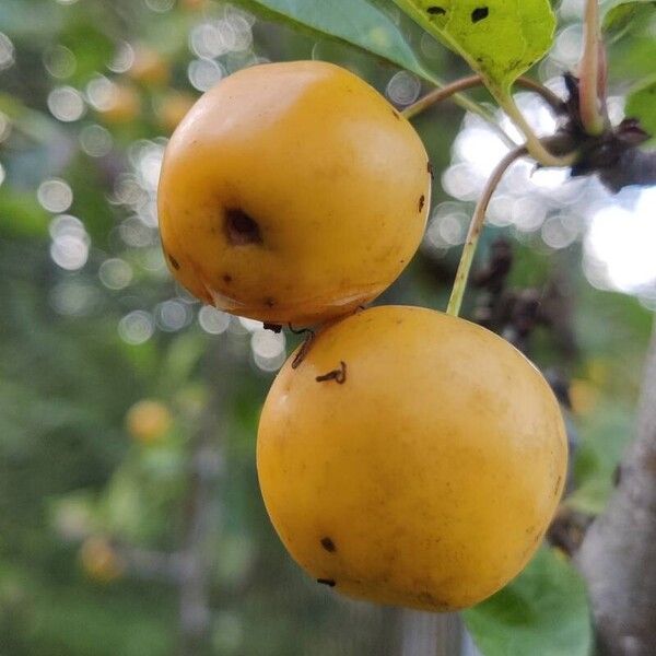 Malus baccata Frukt