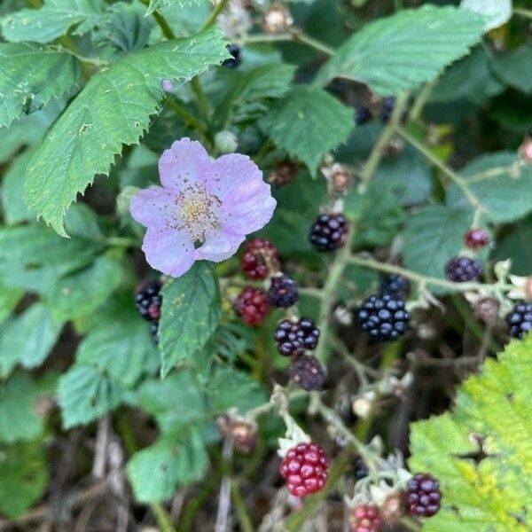 Rubus ulmifolius 花