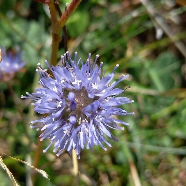 Jasione montana പുഷ്പം