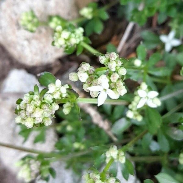 Galium saxatile Flor