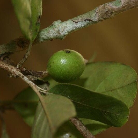 Siparuna decipiens Froito