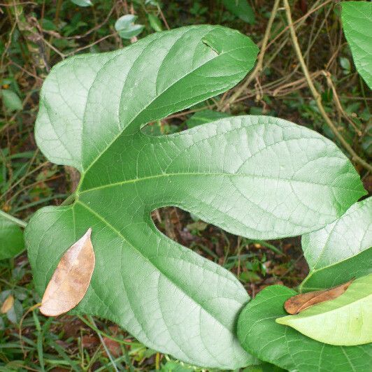 Gurania lobata Leaf