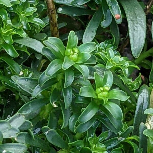 Iberis sempervirens Blad