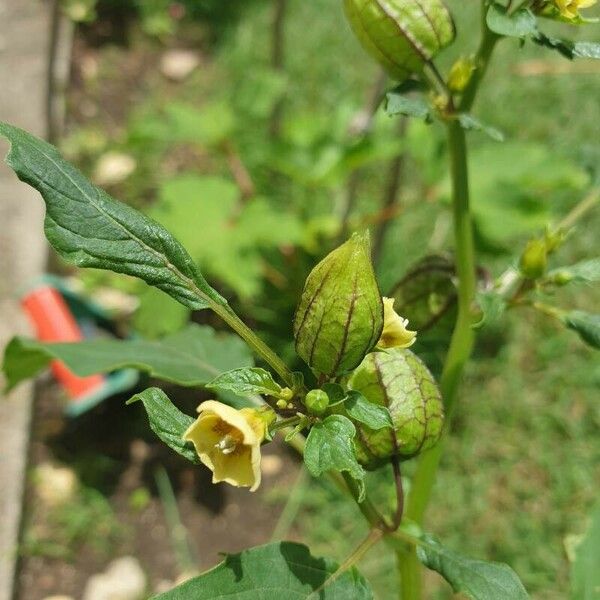 Physalis angulata Frukt