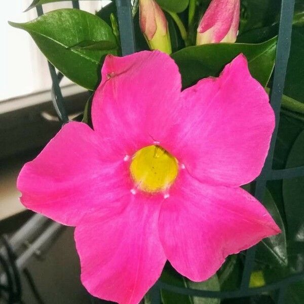 Mandevilla laxa Cvet