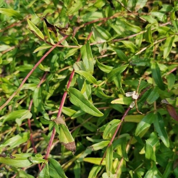 Scutellaria baicalensis Leaf