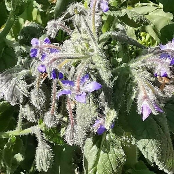 Borago officinalis Other