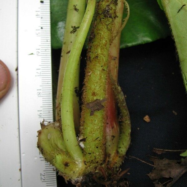 Begonia quaternata Fruit