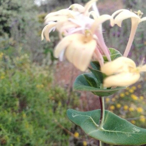 Lonicera implexa Leaf