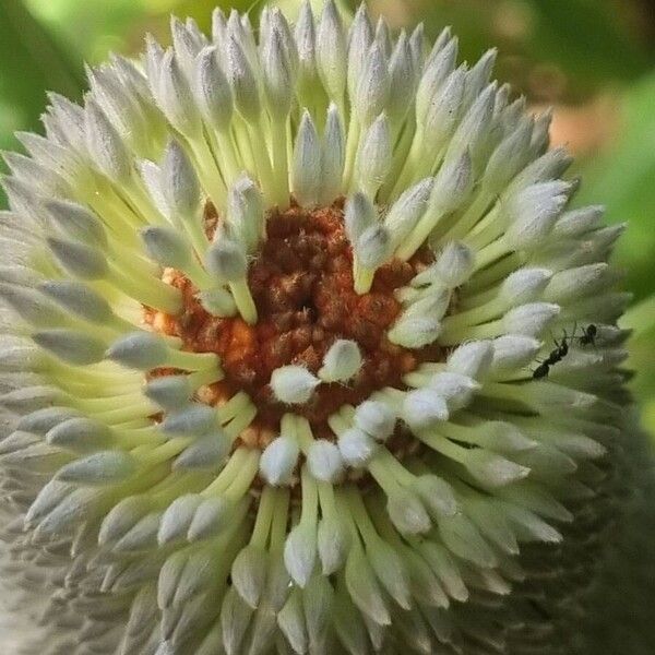 Banksia serrata Blüte