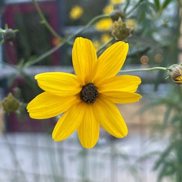 Coreopsis tripteris Floare