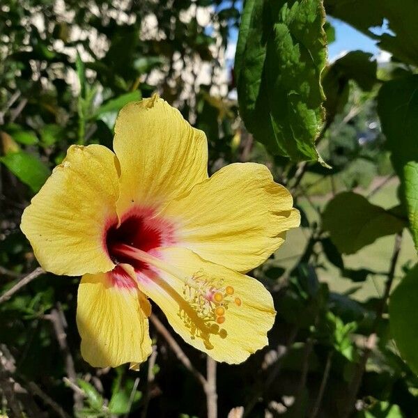 Hibiscus ovalifolius Blodyn