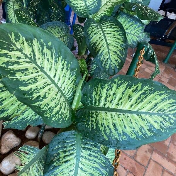 Dieffenbachia seguine Leaf