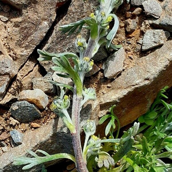 Artemisia genipi Écorce