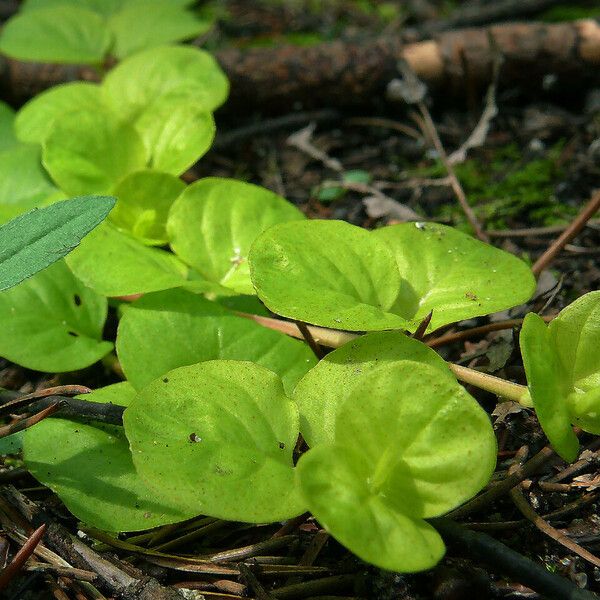 Lysimachia nummularia Levél