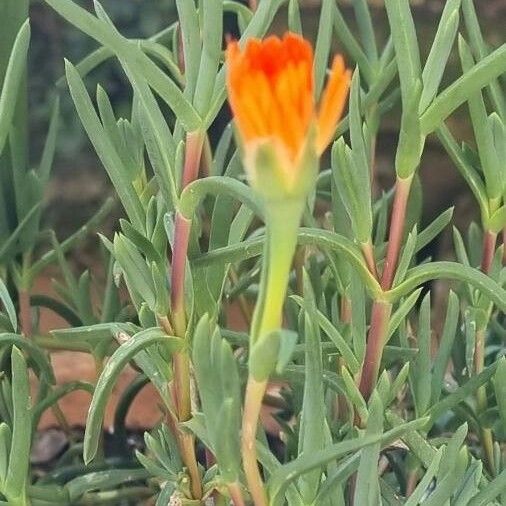 Malephora crocea Flower