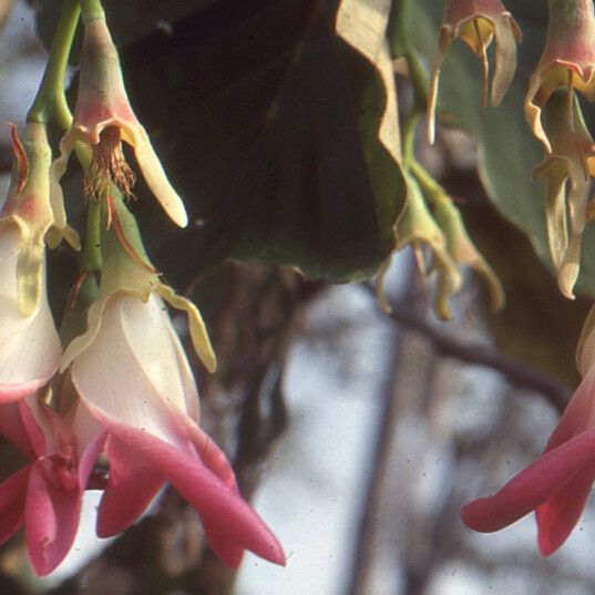 Dipterocarpus obtusifolius 花