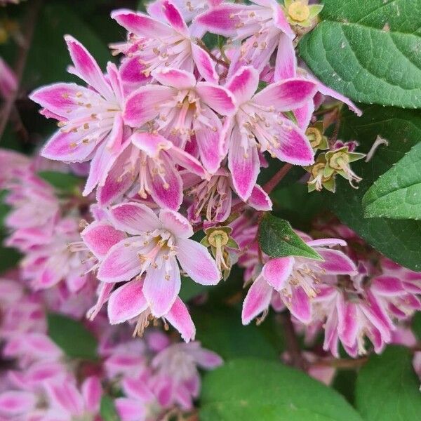 Deutzia crenata Blodyn