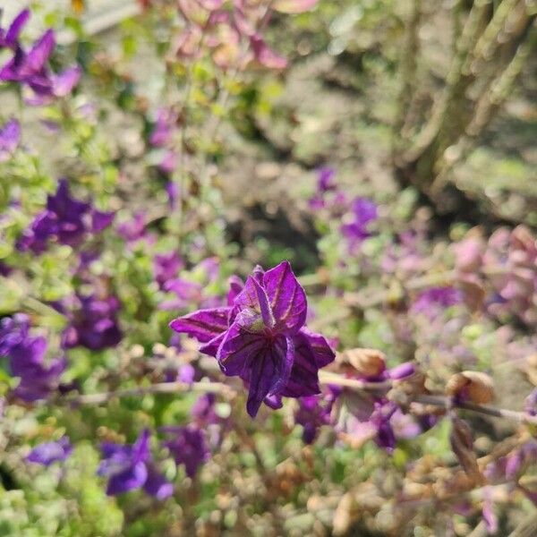 Salvia viridis Flower