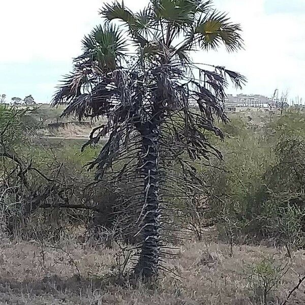 Borassus aethiopum Habit