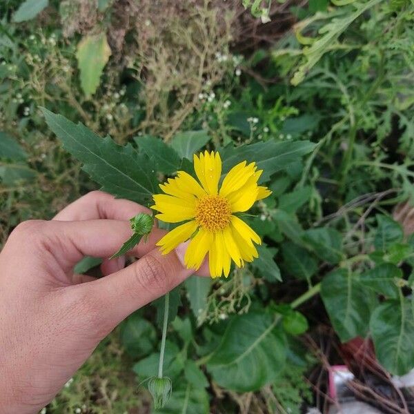 Verbesina encelioides Flower