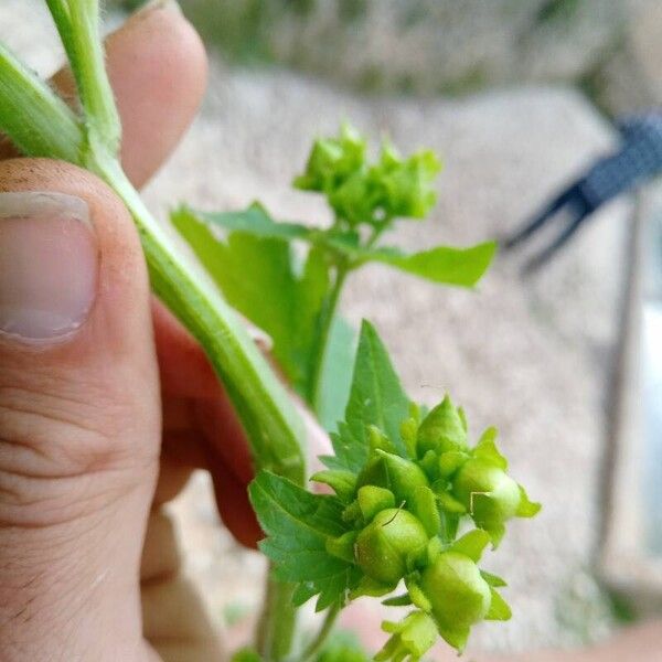 Scrophularia vernalis Plod