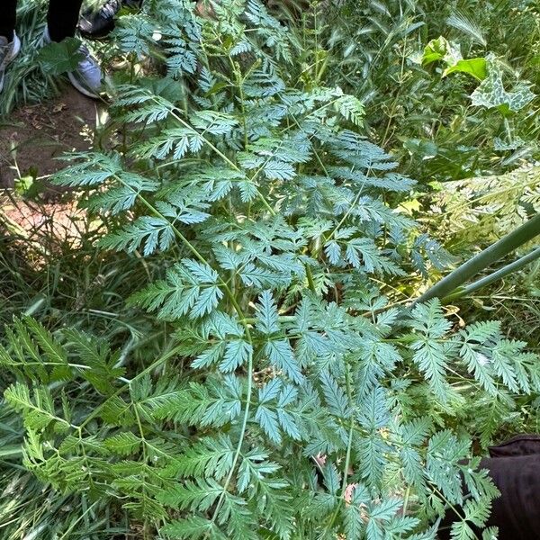 Conium maculatum Leaf