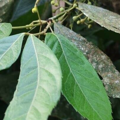 Quercus glauca Leaf