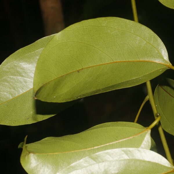 Anomospermum reticulatum पत्ता