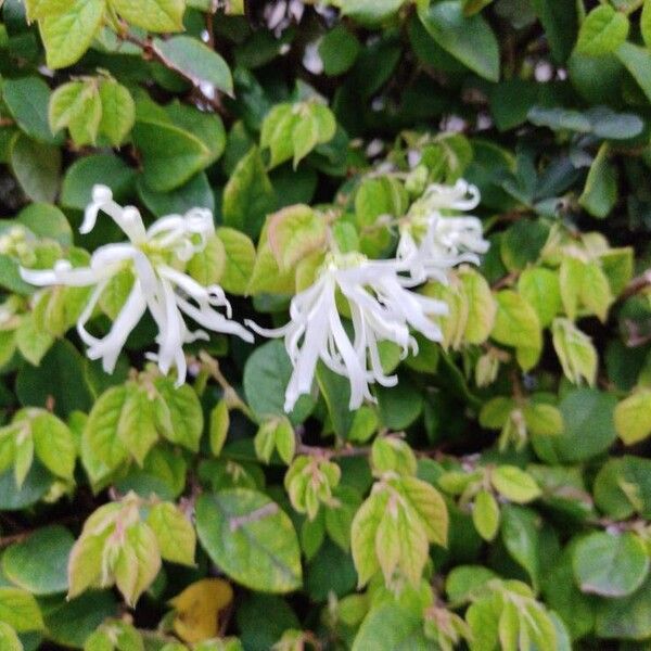 Loropetalum chinense 花