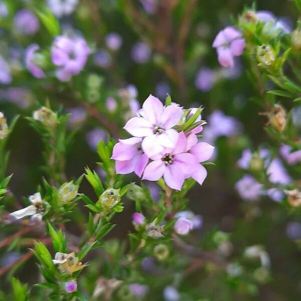 Coleonema pulchrum Lorea