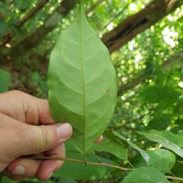 Sarcaulus brasiliensis Liść