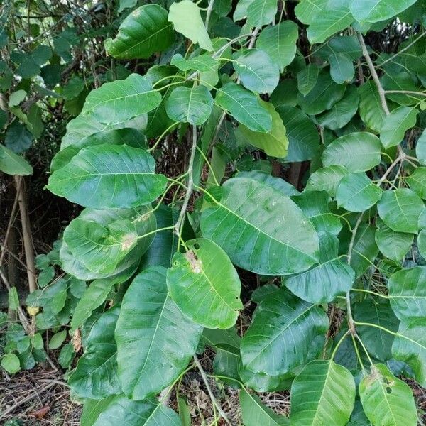 Anacardium occidentale पत्ता