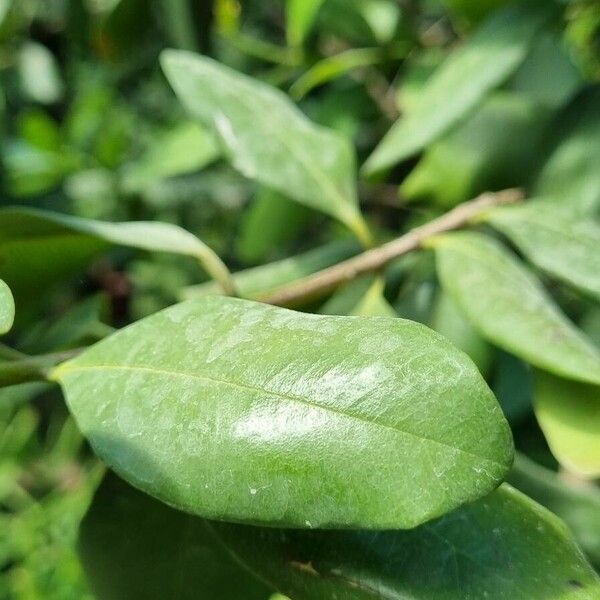Pimenta racemosa Leaf