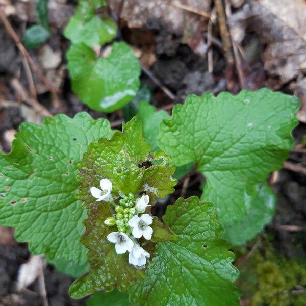 Alliaria petiolata Blad