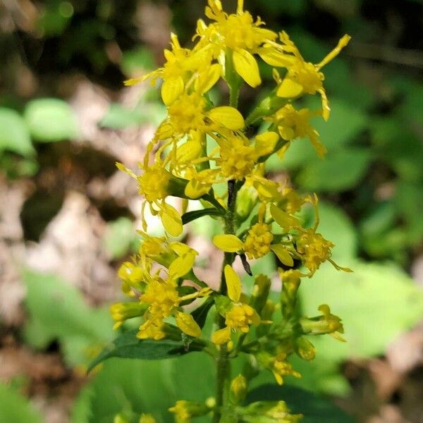 Solidago flexicaulis പുഷ്പം