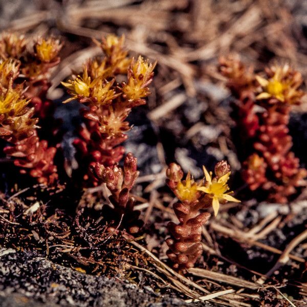 Sedum annuum Blodyn