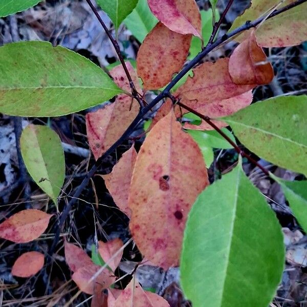 Prunus virginiana 叶