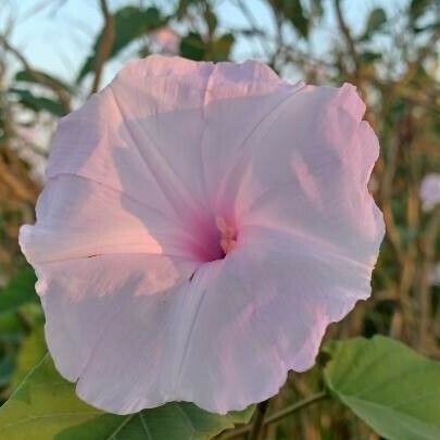 Ipomoea carnea Квітка