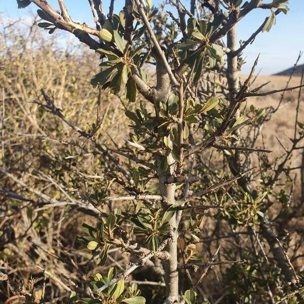 Rhamnus staddo Bark