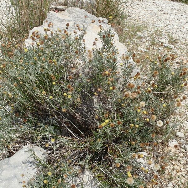 Phagnalon saxatile Habitat