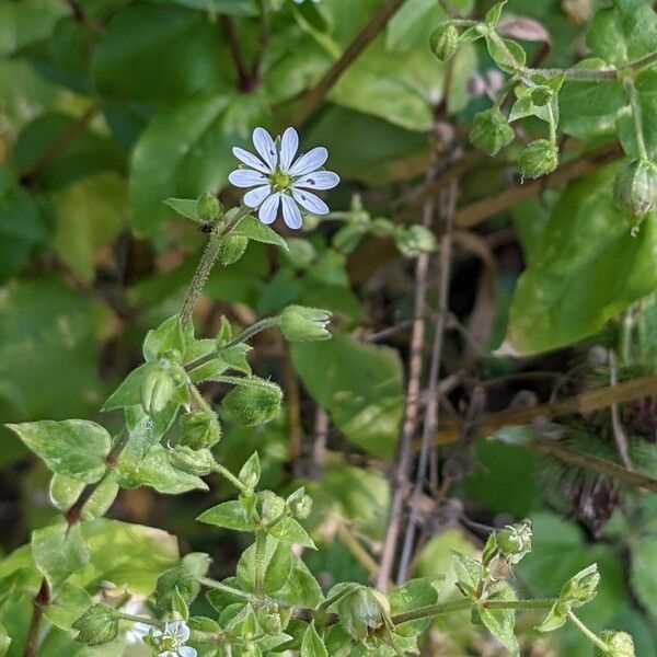 Stellaria aquatica Квітка