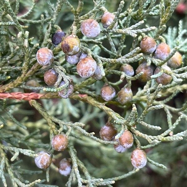 Juniperus scopulorum Плод