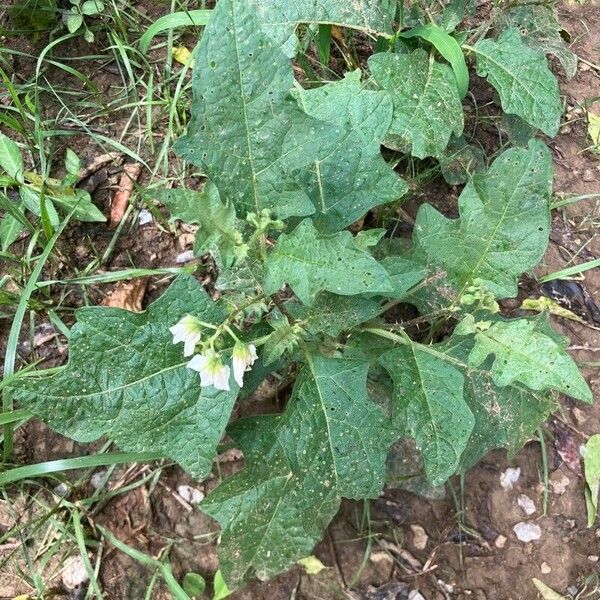 Solanum carolinense Leaf