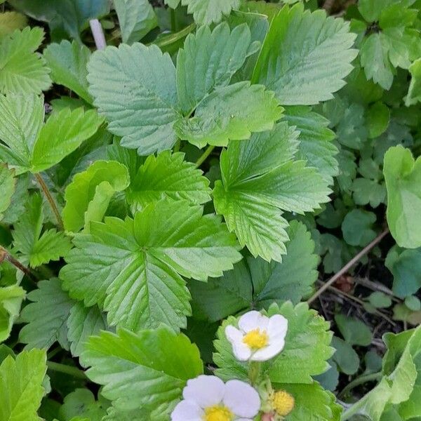 Fragaria vesca Pokrój