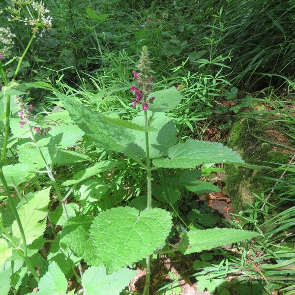 Stachys alpina عادت داشتن